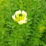 Cytisus multiflorus Flower