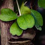 Hoya kerrii Blad