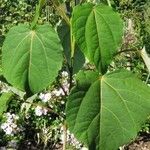 Idesia polycarpa Leaf