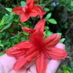 Rhododendron kaempferi Virág