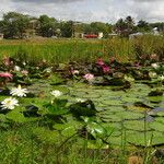 Nymphaea ampla 整株植物