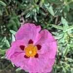 Cistus × purpureus Květ