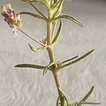 Plantago afra Прочее