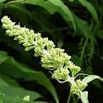 Buddleja albiflora Кветка