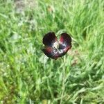 Papaver argemone Fleur