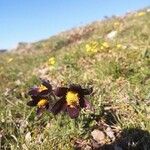 Anemone montana फूल