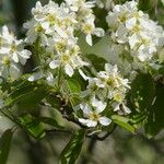 Amelanchier stolonifera Flor