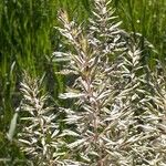 Koeleria pyramidata Flower