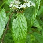 Viburnum formosanum