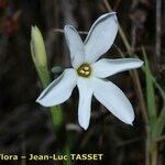 Narcissus obsoletus Floare