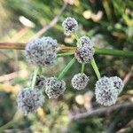 Scirpoides holoschoenus Flower