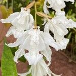 Coelogyne cristata Цветок