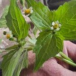 Galinsoga parvifloraЛіст