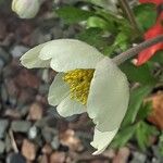 Anemonoides sylvestris Virág