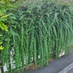 Berberis darwinii Blatt