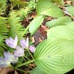 Hosta plantagineaFlower