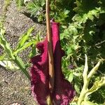 Dracunculus vulgaris Kwiat