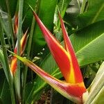 Heliconia wagneriana Flower