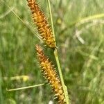 Carex rostrata Vrucht