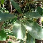 Tabebuia rosea Leaf