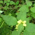 Lamium galeobdolon 葉