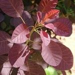 Cotinus coggygriaFolio