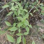 Aegle marmelos Leaf