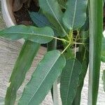 Ficus caulocarpa Лист