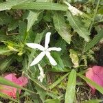 Hippobroma longiflora Flower