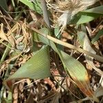 Pancratium maritimum Leaf