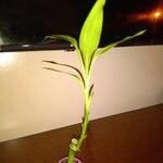 Dracaena fragransList