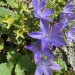 Campanula isophylla Blüte