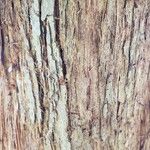 Sciadopitys verticillata Ekosanga