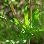 Veronica prostrata Blad