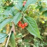 Cotoneaster bullatus 葉