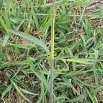 Themeda triandra Leaf