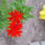 Silene chalcedonica Flower