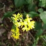 Solidago virgaureaFlor