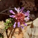 Coris monspeliensis Blomma