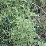 Lycopodiella cernua Habit