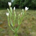 Centaurium pulchellum Ŝelo