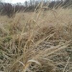 Miscanthus sinensis Хабит