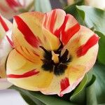 Tulipa grengiolensis Flower