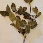 Bullockia pseudosetiflora Hoja