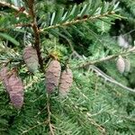 Picea rubens Fruto