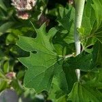 Arnoglossum atriplicifolium Leaf