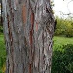 Calocedrus decurrens Koor