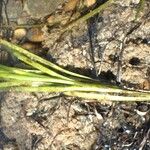 Zostera marina Habit