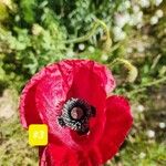 Papaver setiferum Цветок