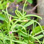 Epilobium tetragonum Blüte